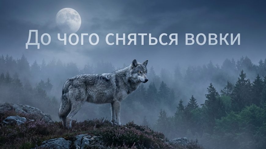 До чого сняться вовки або зграя вовків: повне тлумачення сновидіння